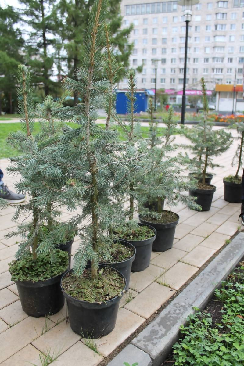 Озеленение на Воскресенской: 50 сводим, 100 деревьев высаживаем |  22.09.2023 | Архангельск - БезФормата